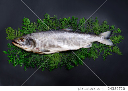 新春鮭魚 24389720