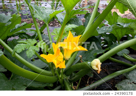 zucchini zucchini 24390178