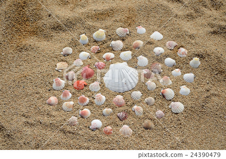 Group of Seashells on a Sandy Beach Group of Seashells on a Sandy Beach 24390479