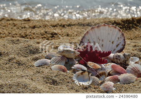 Pile of Seashells on the Beach Pile of Seashells on the Beach 24390480