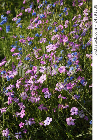 Biscarria (wheat Senoki) 24391539