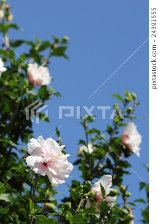 玫瑰沙龍 玫瑰沙龍 24391555