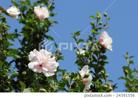 玫瑰沙龍 玫瑰沙龍 24391556