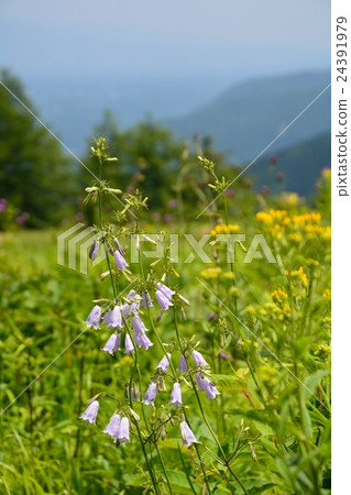 Flower blooming like Summer's Ogasawara Mogara - Turi ganinjin Flower blooming like Summer's Ogasawara Mogara - Turi ganinjin 24391979