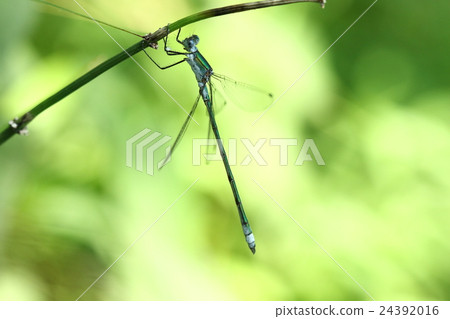 A living thing insect, Aoito Tombo, a metallic sheen is beautiful but mature male blows white powder 24392016