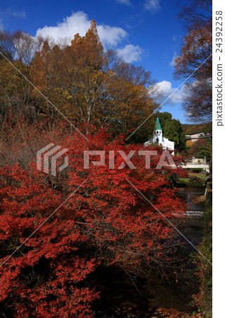 Sho-zan's autumn leaves 24392258