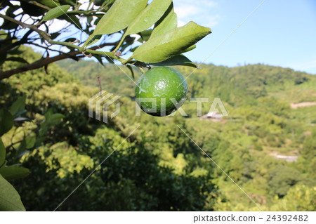 來自宇和島的溫州橘子8月份仍然是藍色的 24392482