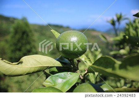 來自宇和島的溫州橘子8月份仍然是藍色的 24392483