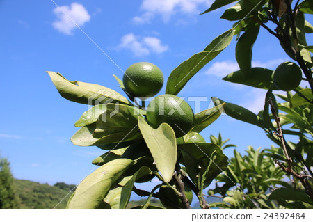 來自宇和島的溫州橘子8月份仍然是藍色的 24392484