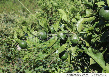 來自宇和島的溫州橘子8月份仍然是藍色的 來自宇和島的溫州橘子8月份仍然是藍色的 24392507