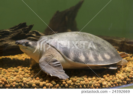 豬鼻龜 豬鼻龜 24392669
