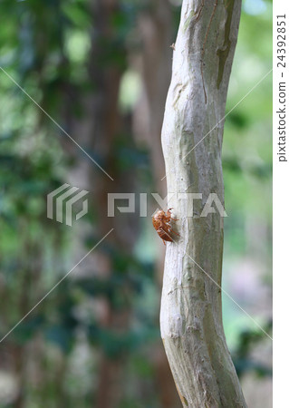 Cicadian shell 24392851