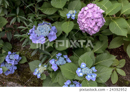 Material of flower of hydrangea (hydrangea) Material of flower of hydrangea (hydrangea) 24392952