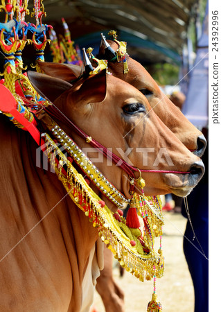 sapi sonok sapi sonok 24392996