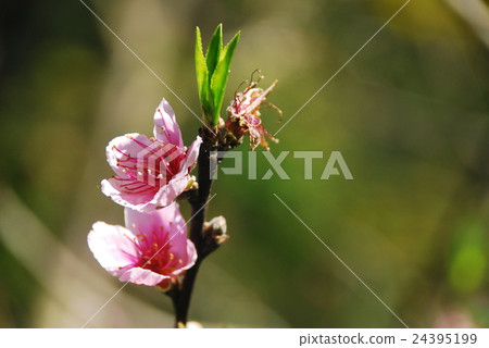 櫻花 櫻花 24395199