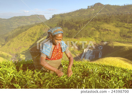 Two Tea Pickers Smile As They Pick Leaves Concept 24398700