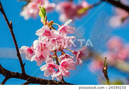 Pink cherry blossom with blue sky background 24399238
