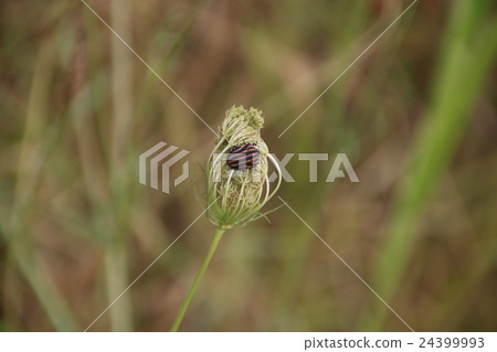 Akushushi Bamboo 24399993