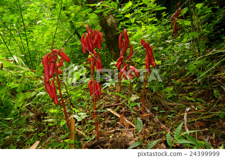 Tsuchiakabe 24399999