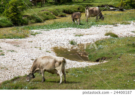bovines grazing 24400187