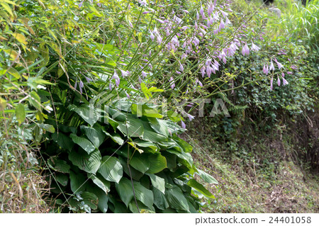 Materials of the stock of the large leaf mimicry boulder · Tang Shaozhu (Ohba Giboshi / Tsugaribuchi) Materials of the stock of the large leaf mimicry boulder · Tang Shaozhu (Ohba Giboshi / Tsugaribuchi) 24401058