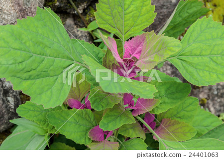 映山紅的幼苗的材料 24401063