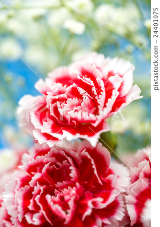 Carnation flower Carnation flower 24401975