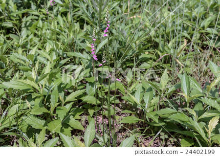 扭曲的花和扭曲的環（螺旋麵包/ mozzolizi）的小葉花序 24402199