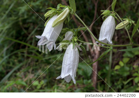 螢火蟲袋和鈴鐺（螢火蟲刷·馬唐草）鐘形花冠的材料 24402200