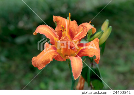 Yabusa草百合花冠材料·忘記草(Yabu-zoru / Wasgusiga) Yabusa草百合花冠材料·忘記草(Yabu-zoru / Wasgusiga) 24403841