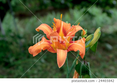 Material of lily flower crown of Yabusa grass · forget grass (Yabu-zoru / Wasgusiga) 24403842