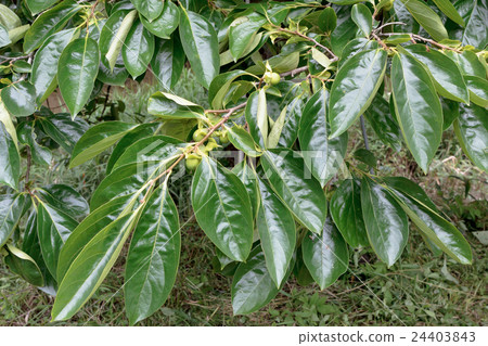 柿子樹（牡蠣）未成熟綠葉的綠葉材料 24403843