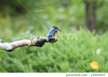 翠鳥 翠鳥 24404047