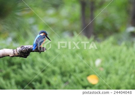 翠鳥 翠鳥 24404048