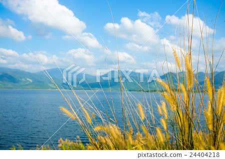 Awn of reed flower. 24404218