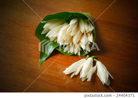 Champaka flower are blooming. (Michelia alba DC.) Champaka flower are blooming. (Michelia alba DC.) 24404371