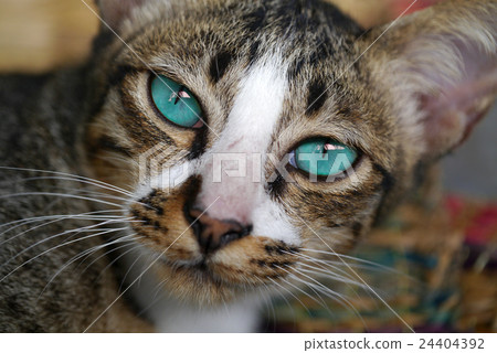 Blue eyes of Bengal cat. Blue eyes of Bengal cat. 24404392