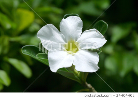 White Adenium obesum. 24404405