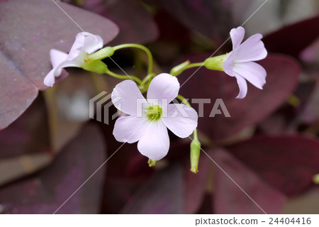 Pink oxalis flower. (Butterfly night flower) 24404416