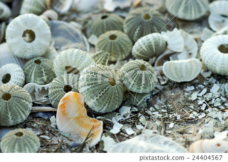 Remains of urchin on the beach Remains of urchin on the beach 24404567