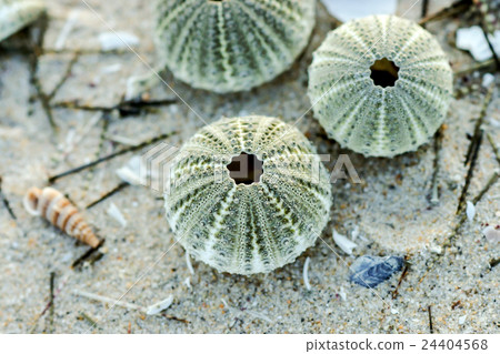 Remains of urchin on the beach 24404568