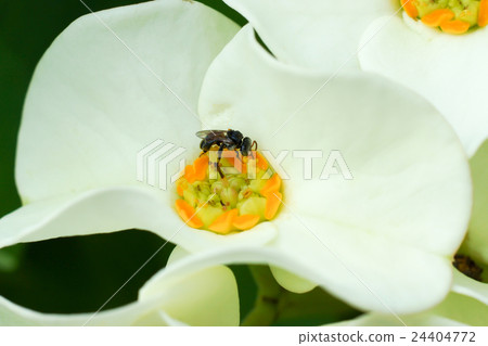 Euphorbia milli Desmoul 24404772