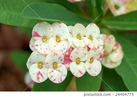 Euphorbia milli Desmoul 24404775