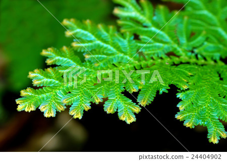 Fresh green leaves of fern 24404902