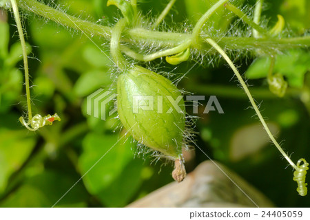 Organic agriculture, Watermelon fruit Organic agriculture, Watermelon fruit 24405059