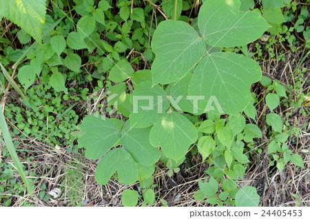 Kuzu(kudzu)三件式複合材料 Kuzu(kudzu)三件式複合材料 24405453