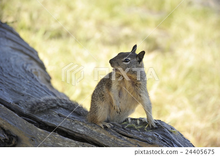 Squirre Squirre 24405675