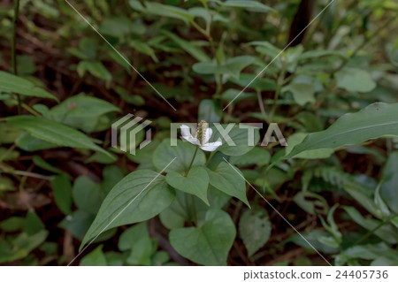 Materials of Total Bract of Moth (Dokudami) Materials of Total Bract of Moth (Dokudami) 24405736