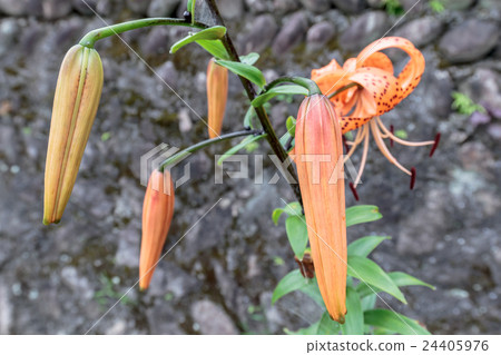 惡魔百合尤里莉莉（Onii Lily / Tengaiiri）芽的材料 24405976