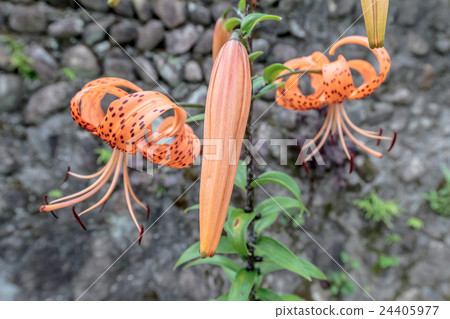 惡魔百合尤里莉莉(Onii Lily / Tengaiiri)芽的材料 惡魔百合尤里莉莉(Onii Lily / Tengaiiri)芽的材料 24405977